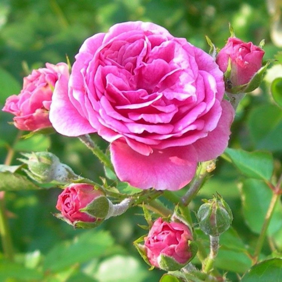 Pink Damask Rose Flower Seeds for Planting - 100 pcs