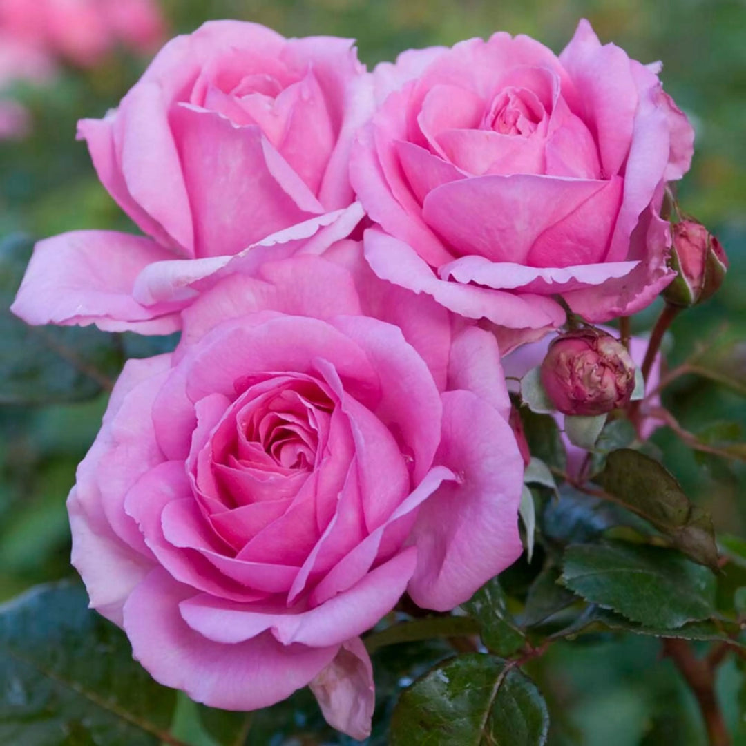 Rose Balcony Flower Seeds for Planting 100 pcs