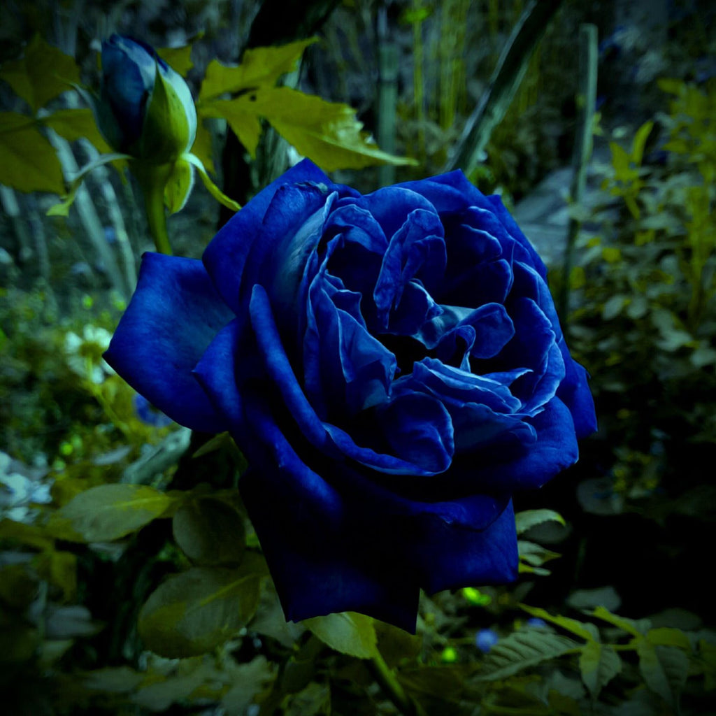supreme rose バラ ローズ Supreme Rose Bush Flower For Planting Heirloom Non Gmo Garden