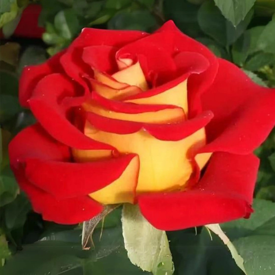 Rose Flower Seeds for Planting Yellow Red 100 pcs