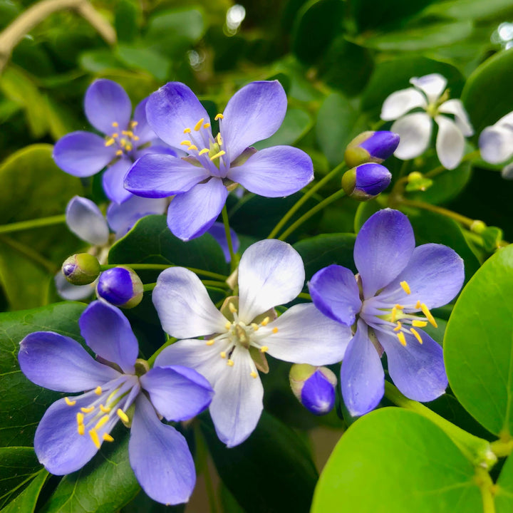 Blue Lignum Vitae Plant Seeds for Planting - 100 pcs