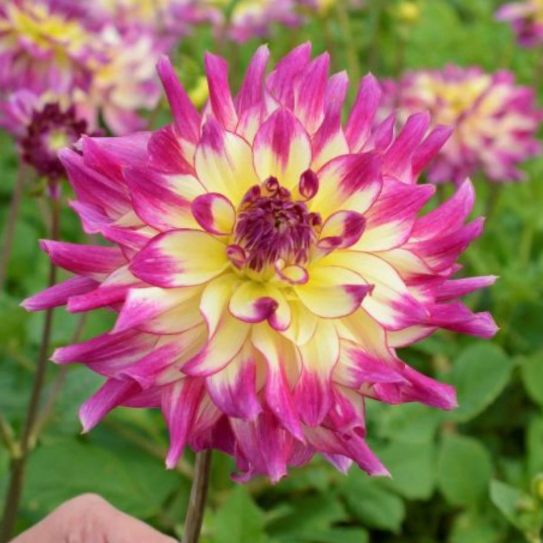 Dahlia Flower Seeds for Planting - Pink & Yellow 100 pcs