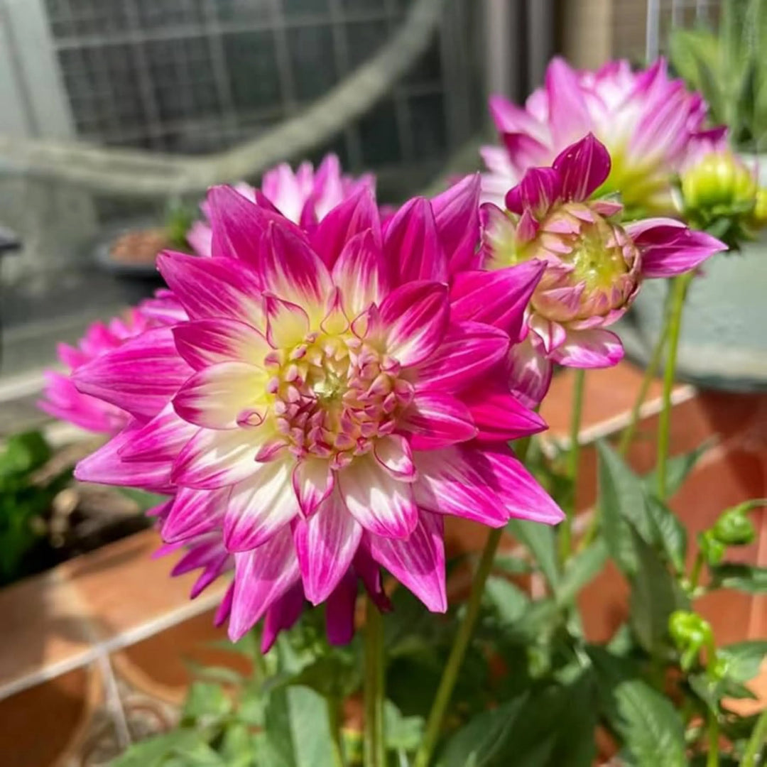 Dahlia Blomsterfrø til udplantning - Pink &amp; Gul 100 stk