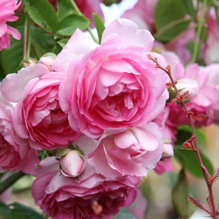 Holland Rose Flower Seeds for Planting - Light Pink 100 pcs