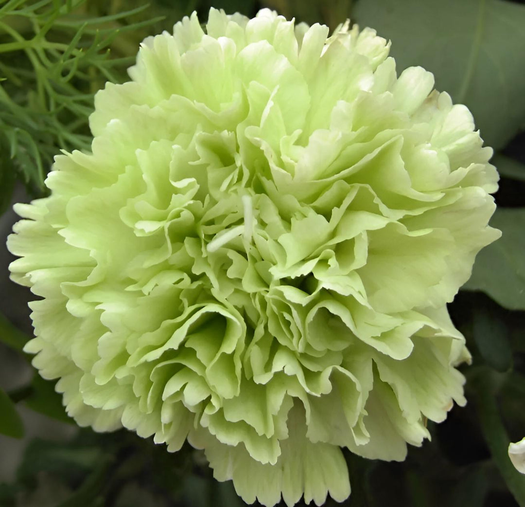 Heirloom Non-GMO Green Carnation Flower Seeds for Planting – Vibrant Ornamental Garden Seeds