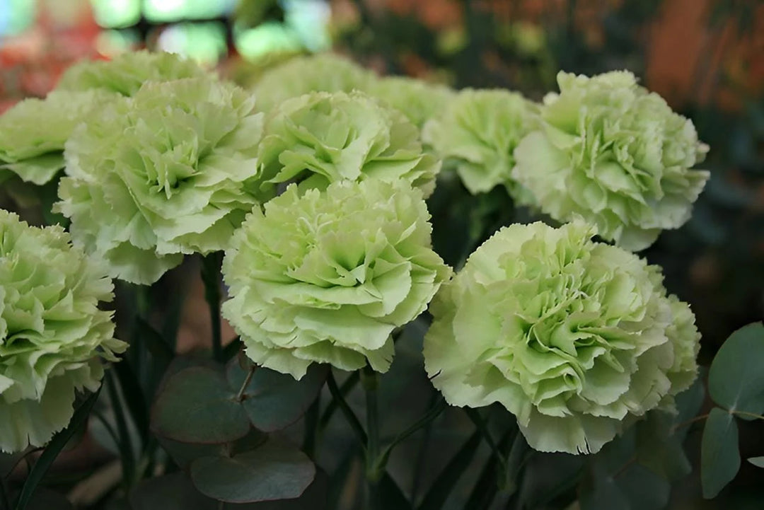 Light Green Carnation Flower Seeds for Planting – Heirloom, Non-GMO, High Germination Rare Fragrant Garden Seeds