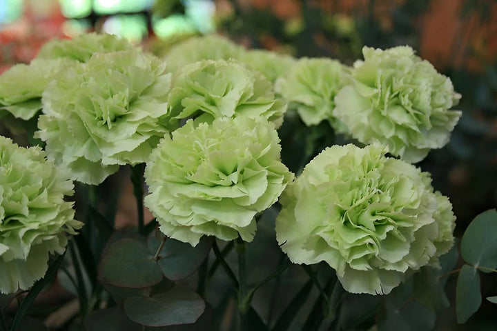 Light Green Carnation Flower Seeds for Planting – Heirloom, Non-GMO, High Germination Rare Fragrant Garden Seeds