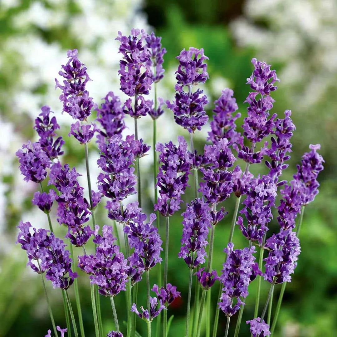 lavender heirloom flower seeds