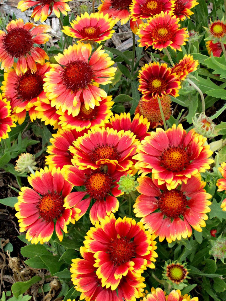 Heirloom Non-GMO Gaillardia Flower Seeds for Planting – Bright Drought-Tolerant Blooms | High Germination
