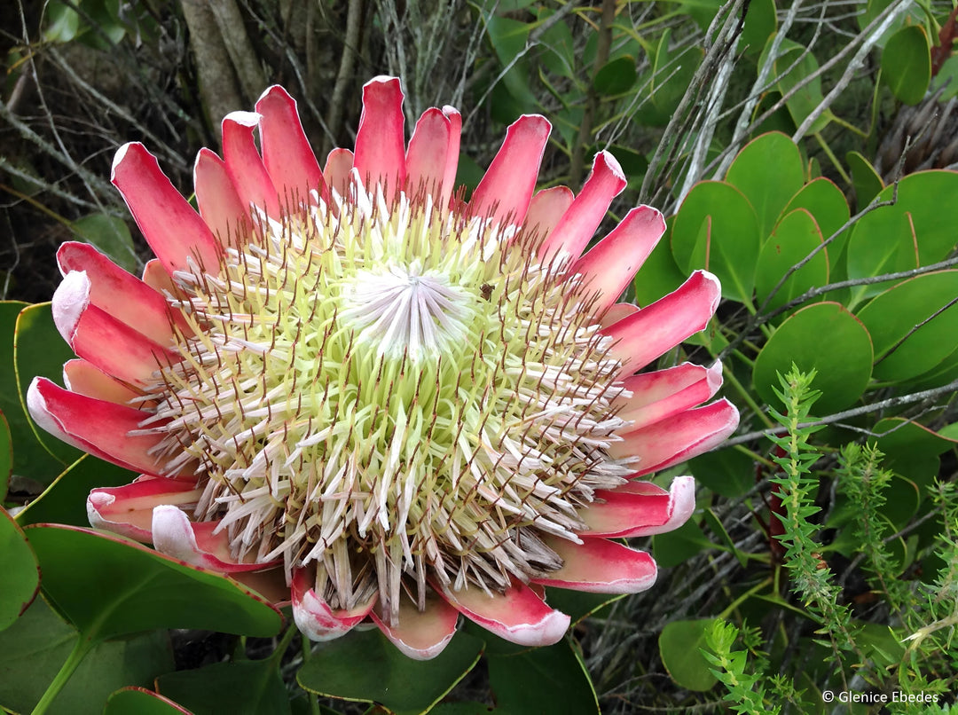 Pink White Protea Blomsterfrø til udplantning, Friske, 100 stk