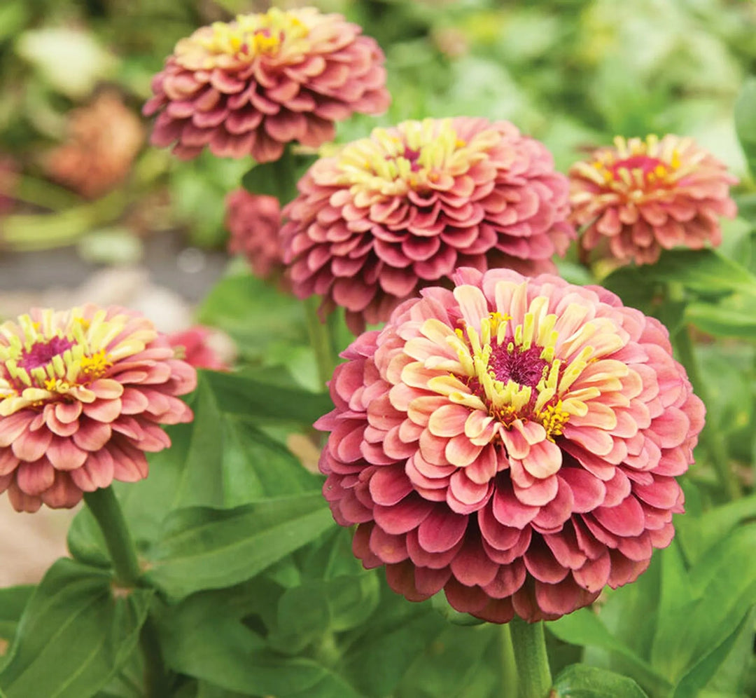 red queeny flower seeds