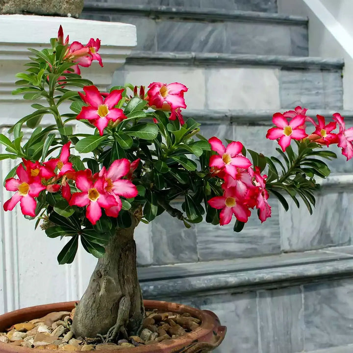Red Adenium Obesum Flower Seeds for Planting – Heirloom, Non-GMO, High Germination Desert Rose Seeds