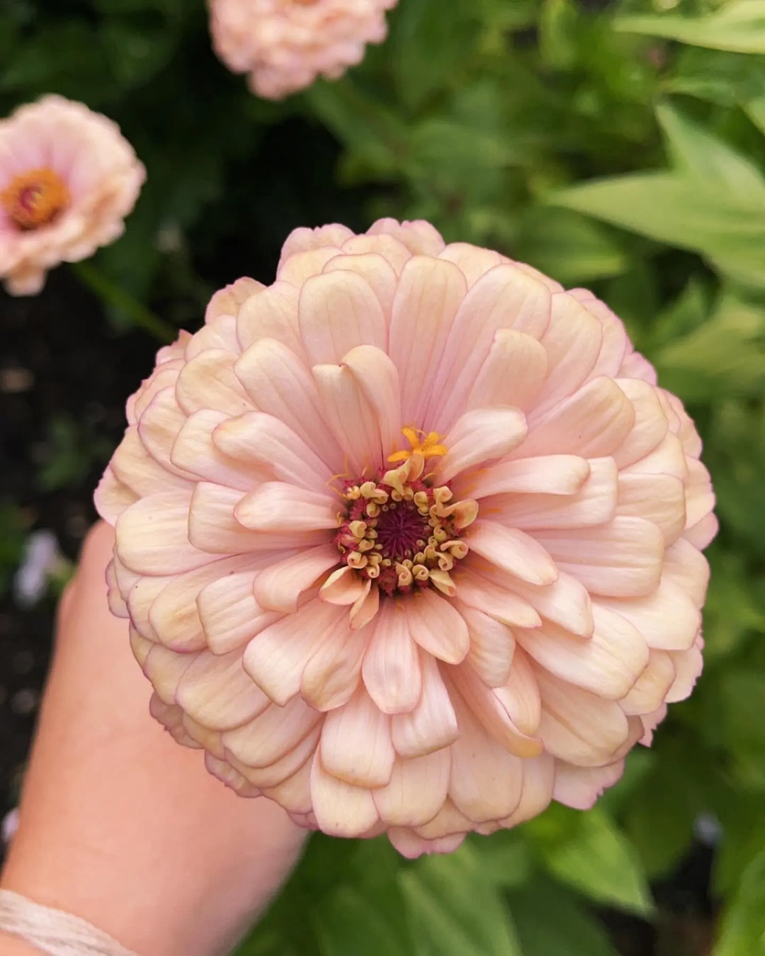 Light Pink Zinnia Flower Seeds for Planting 100 pcs