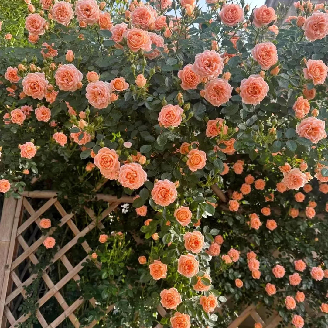 rose seed planting Light Orange Climbing Rose Seeds – Heirloom, Non-GMO – Neeraseeds