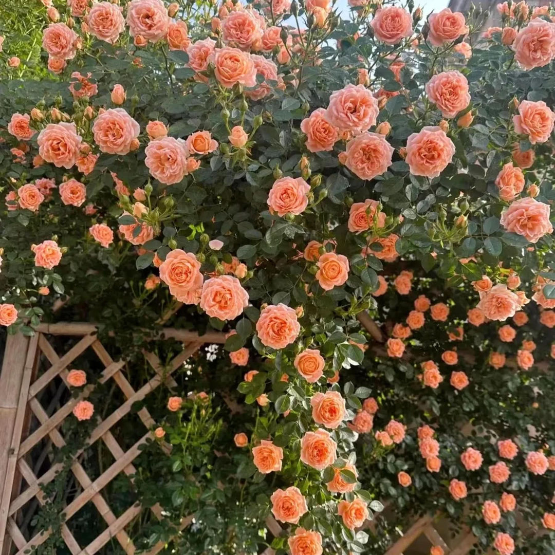 orange light flower seeds