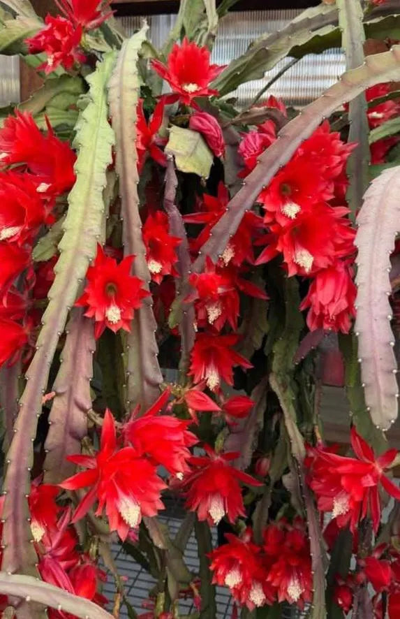 Red Nopalxochia Flower Seeds 100 pcs