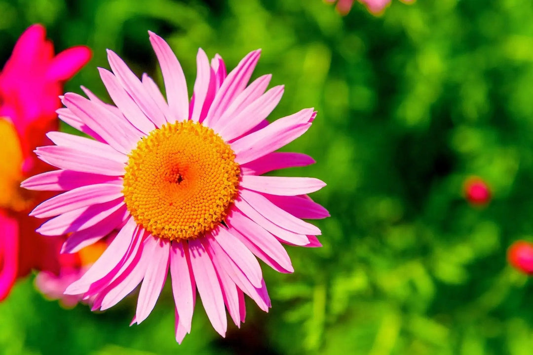 pink robinsons flower seeds