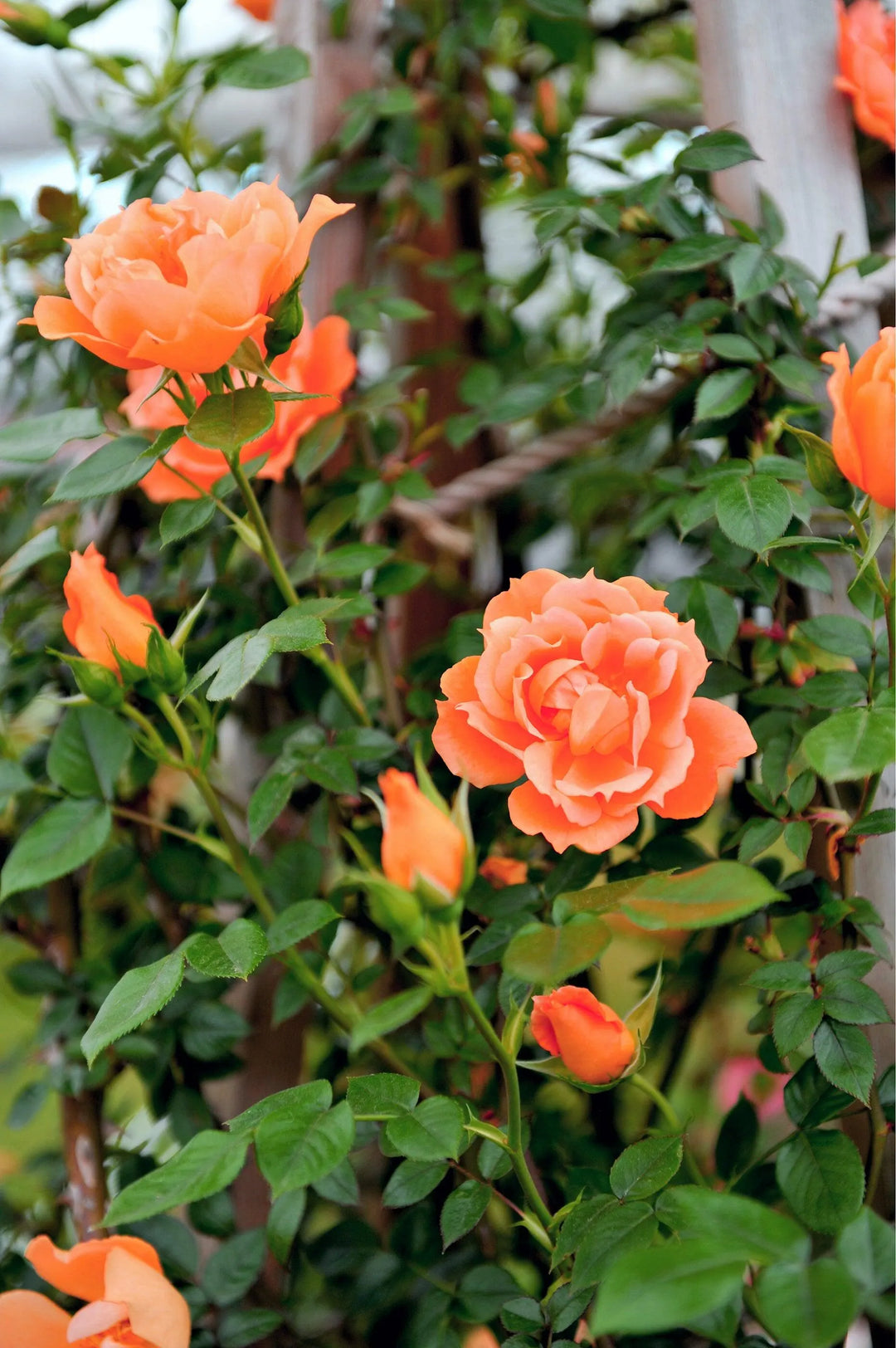 Orange Climbing Rose Flower Seeds for Planting – Heirloom Non-GMO Garden Seeds