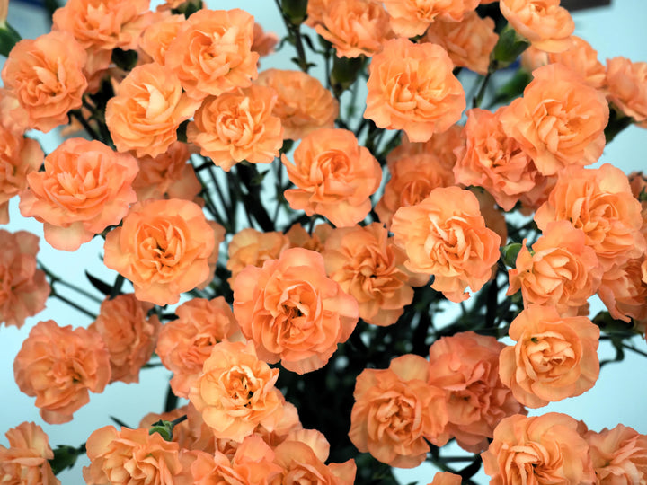 Orange Carnation Flower Seeds – Heirloom Non-GMO High Germination Organic Garden Seeds for Planting