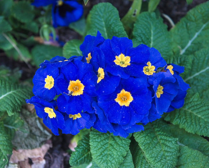 Blue Yellow Primrose Flower Seeds for Planting - 100 pcs