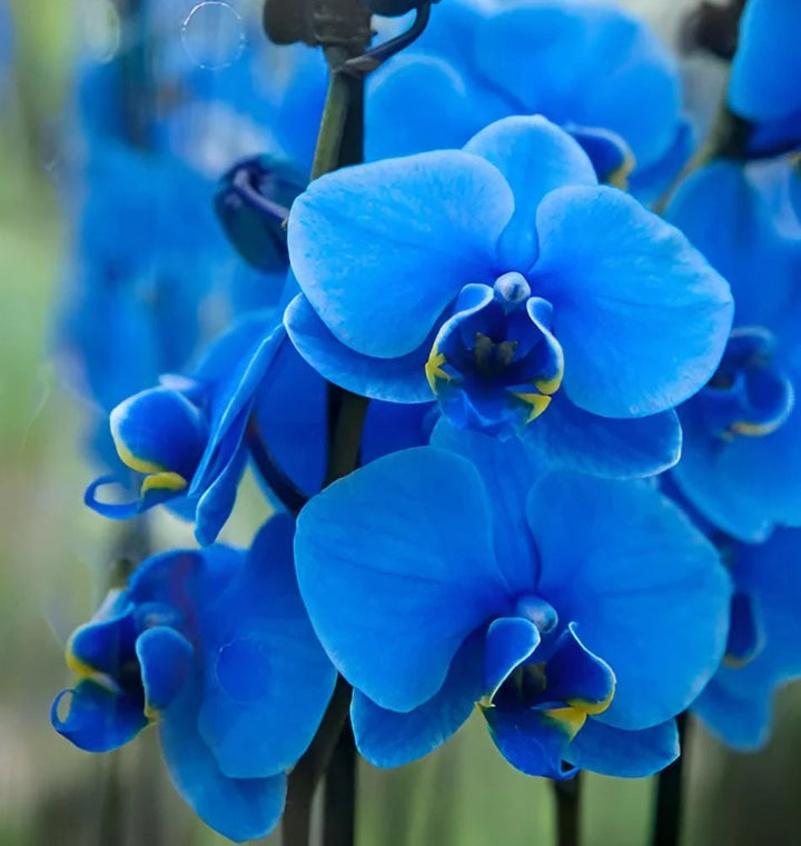 Organic Blue Phalaenopsis Orchid Seeds for Planting – Heirloom, Non-GMO Flower Seeds
