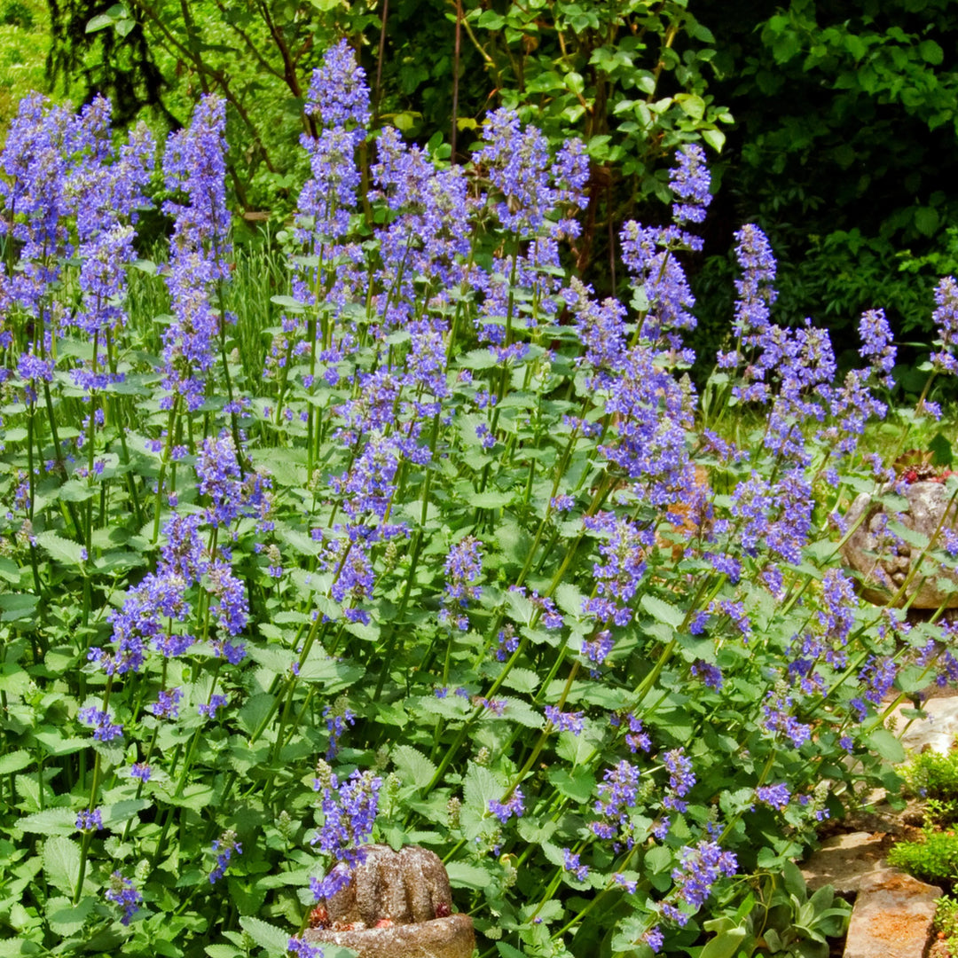 Heirloom Non-GMO Nepeta Flower Seeds for Planting – Fragrant Pollinator-Friendly Blooms | High Germination