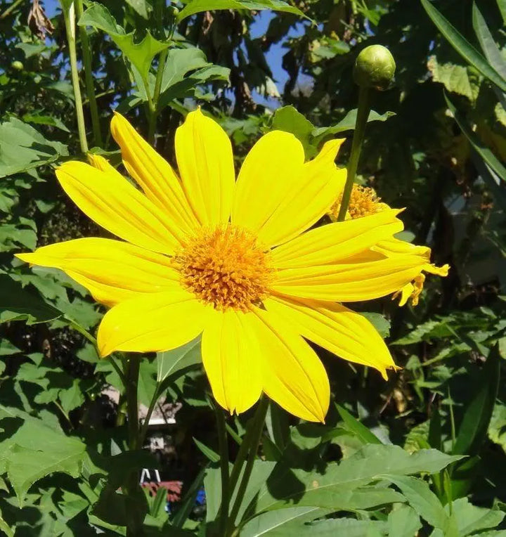 Gul fakkel MEXICANSK Tithonia solsikkefrø til plantning - 100 stk