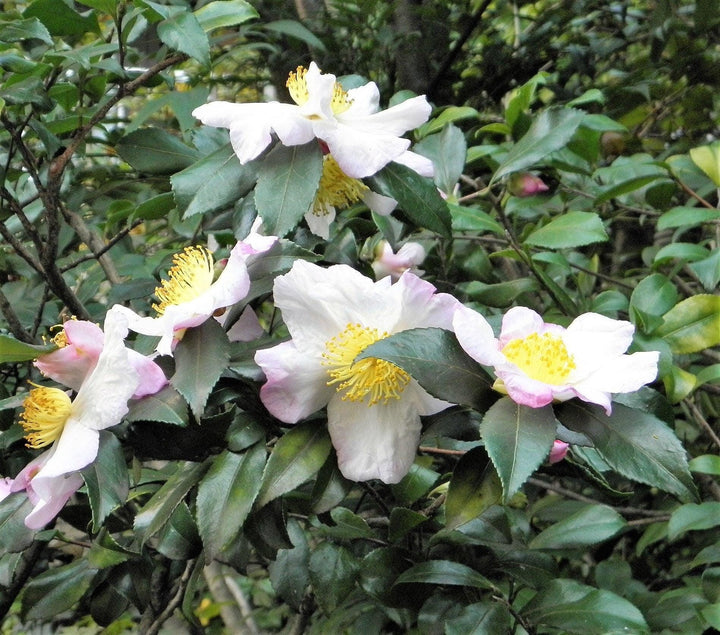 Grøn Camellia Sinensis plantefrø til udplantning - 100 stk