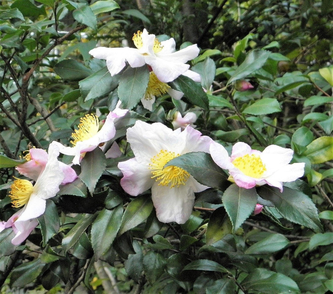 green camellia flower seeds