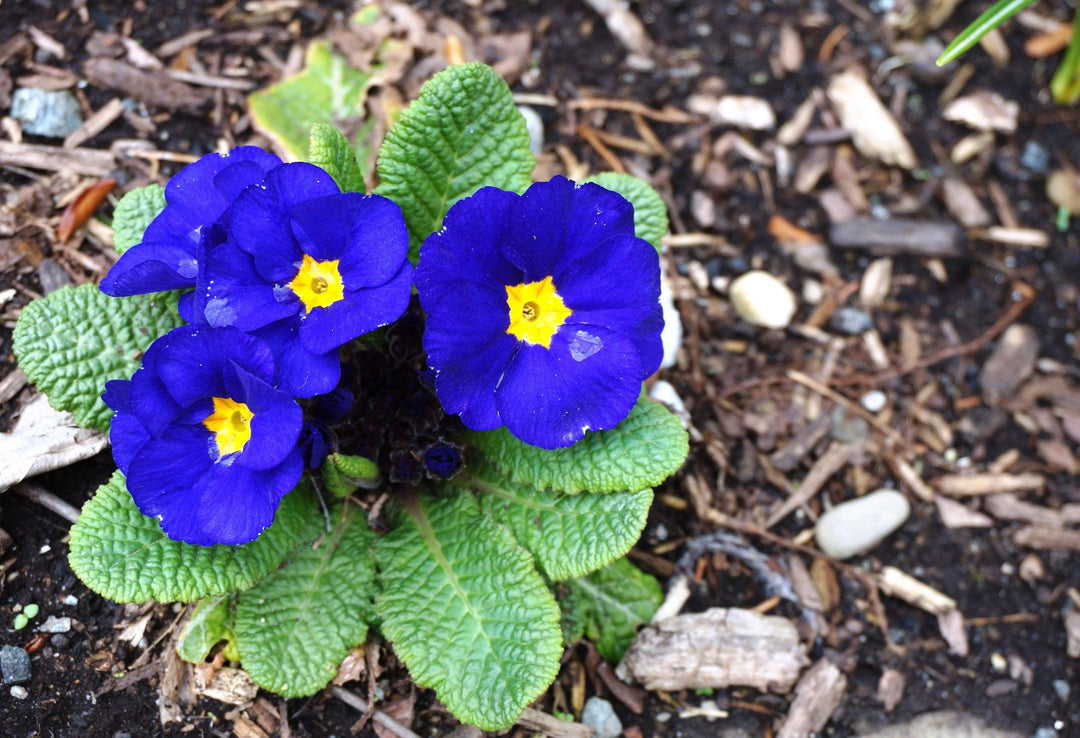 Blue Yellow Primrose Flower Seeds for Planting - 100 pcs