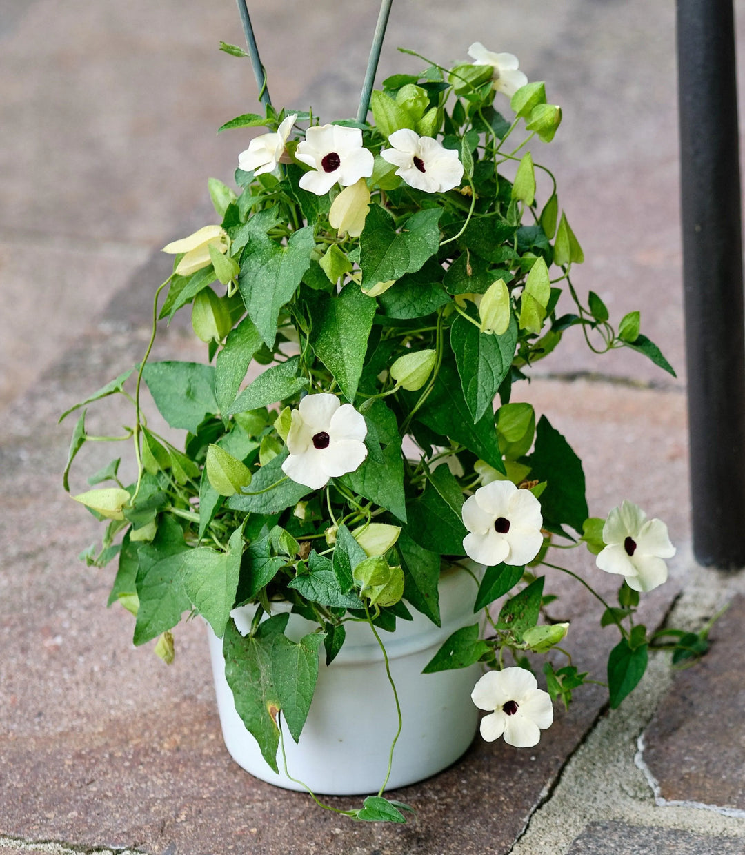 White Thunbergia Flower Seeds for Planting - 100 pcs