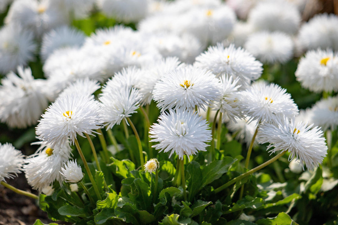 White Bellis Flower Seeds for Planting, 100 pcs