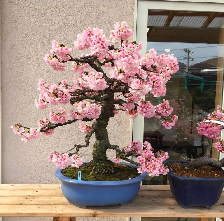 Baby Pink Simsii Bonsai Blomsterfrø til udplantning 100 stk