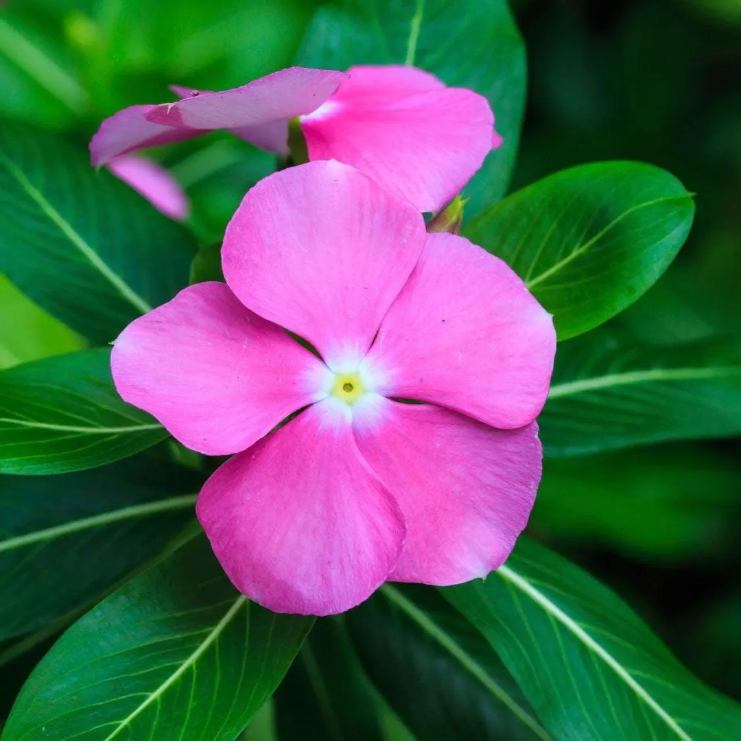 pink vinca flower seeds