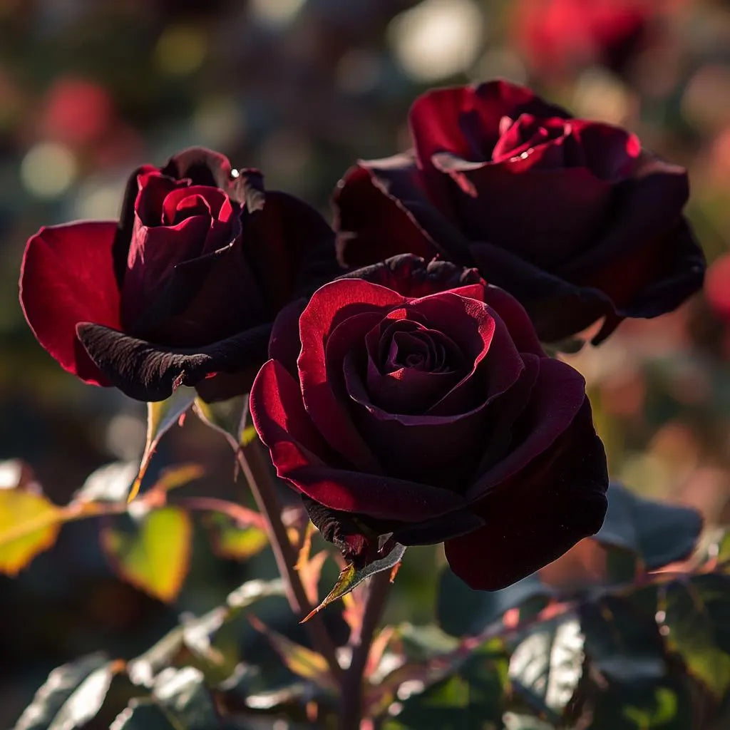 black true flower seeds