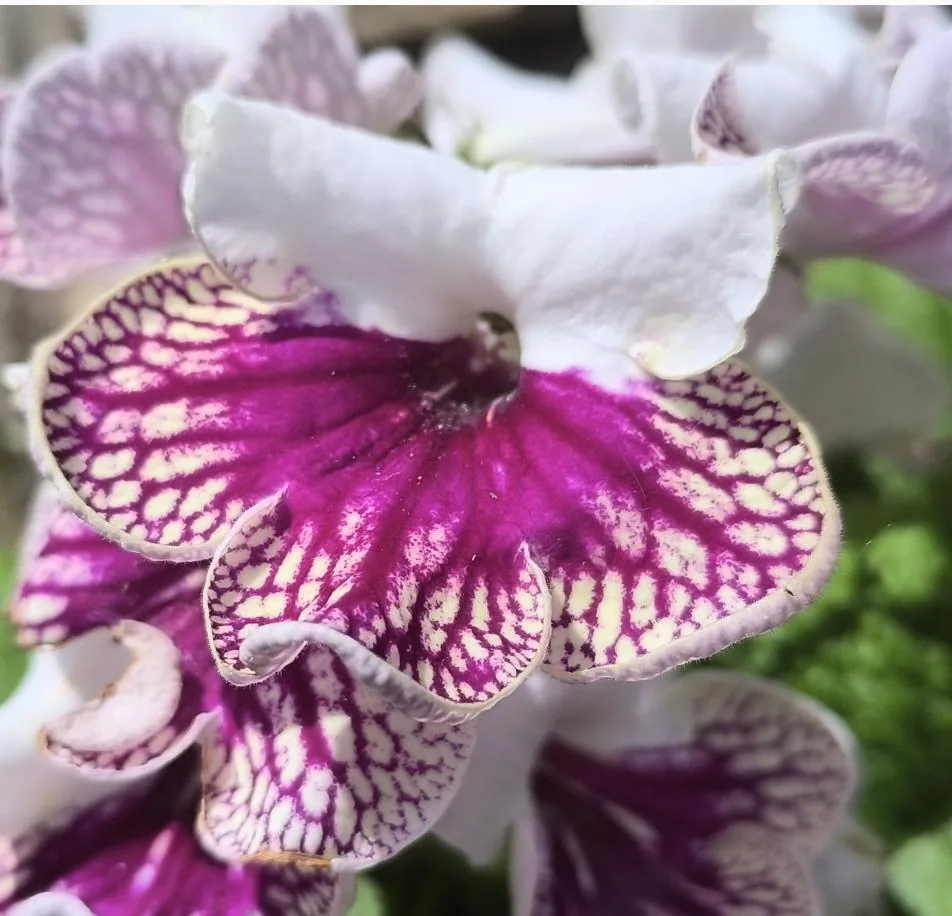 pink kohleria flower seeds
