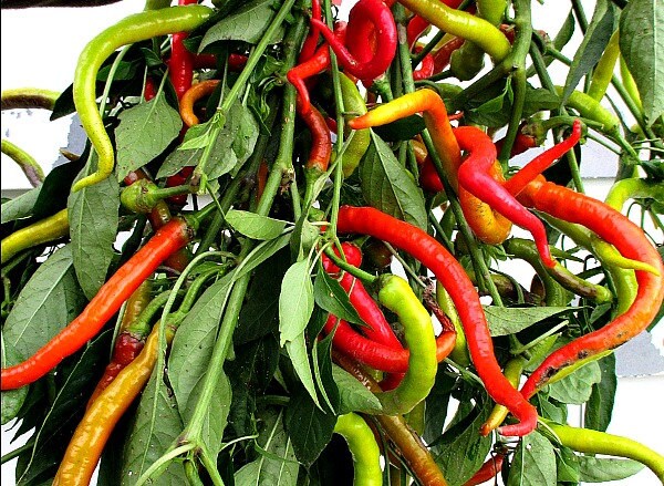 Corbaci Pepper Vegetable Seeds for Planting - 100 pcs