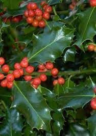 Ilex Aquifolium (English Holly) Seeds for Planting