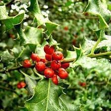 Ilex Aquifolium (English Holly) Seeds for Planting