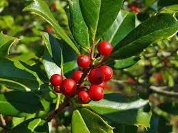 Ilex Opaca Seeds