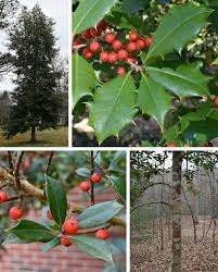 Ilex Opaca Seeds