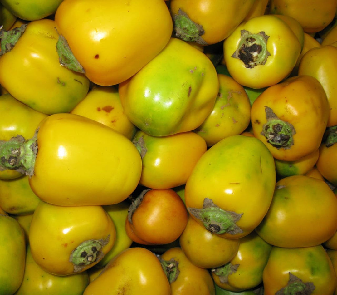 Ilex Verticillata Seeds