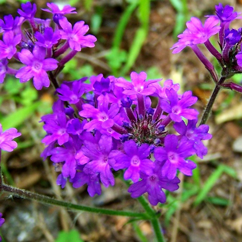 violet organic flower seeds