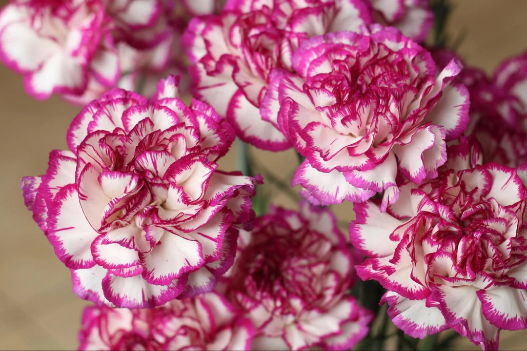 Gul lilla nellike blomsterfrø til plantning - 100 stk