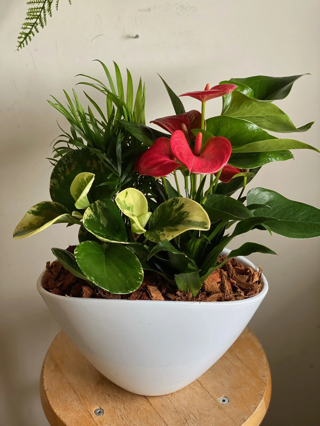 Anthurium flerfarvede blomsterfrø til plantning - 100 stk