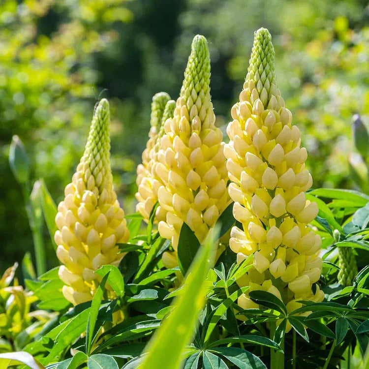 lupine flower flower seeds