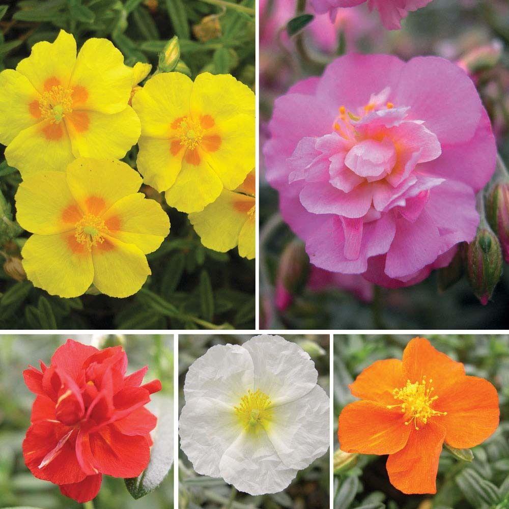 Heirloom Helianthemum Flower Seeds, Non-GMO Rock Rose Blooms for Sun-Loving Garden Planting