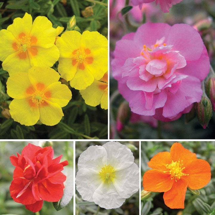 Heirloom Helianthemum Flower Seeds, Non-GMO Rock Rose Blooms for Sun-Loving Garden Planting