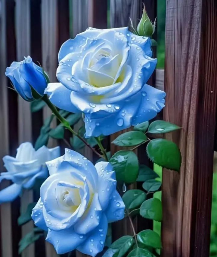 Iceblue Rose Flower Seeds for Planting - 100 pcs