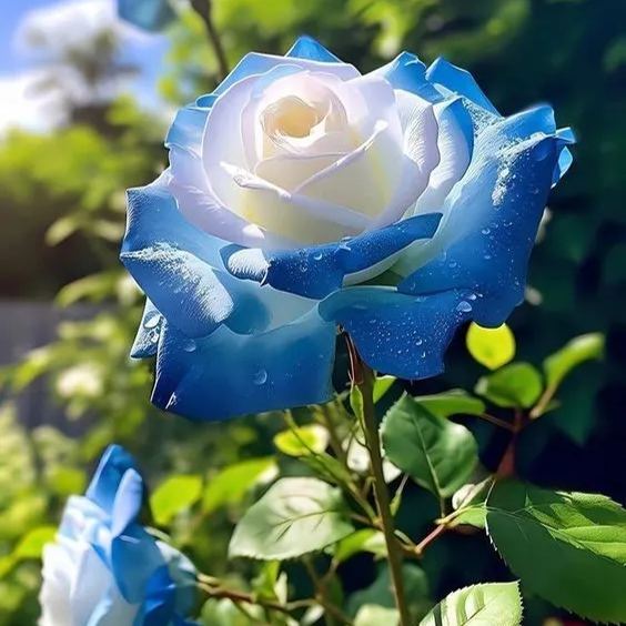 Iceblue Rose Flower Seeds for Planting - 100 pcs